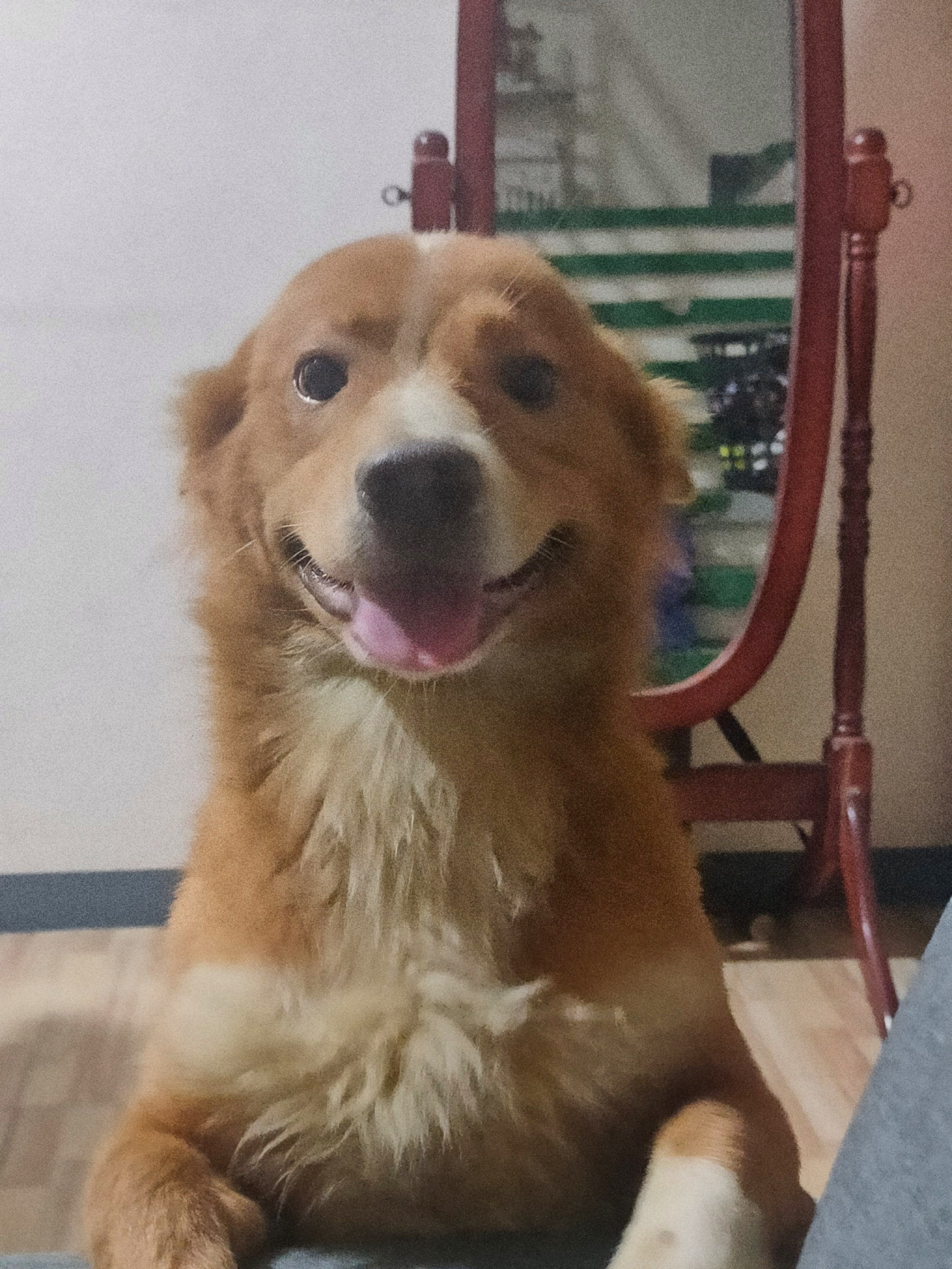 Junior, Nikko’s dog, sitting with a happy expression